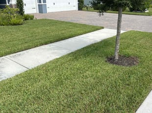 Michael S.'s Lawn Mowing service result