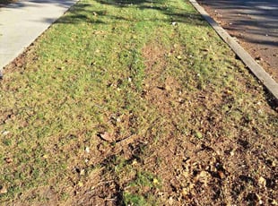 Leaf Removal by Tracey Martin for Steven E. in Chicago, IL