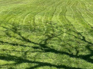 Alick G.'s Lawn Maintenance service result
