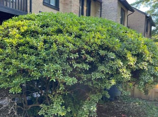 Bush Trimming by Jason Scott for Joan T. in Gaithersburg, MD