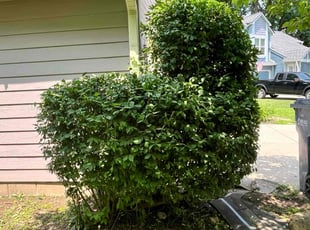 Bush Trimming by James Lewis for Charles A. in Indianapolis, IN