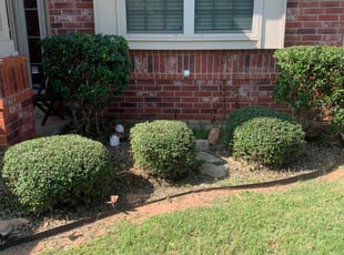 Bush Trimming by Cody Byars for Kayla M. in Norman, OK