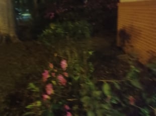 Bush Trimming by Dennis Hollis for Loyce N. in Tallahassee, FL