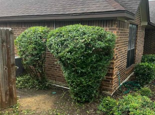 Bush Trimming by Marcus Carranza for DeDe S. in Cedar Hill, TX