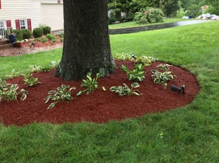 Landscaping by Ines Pereira for Emily W. in Springfield, VA