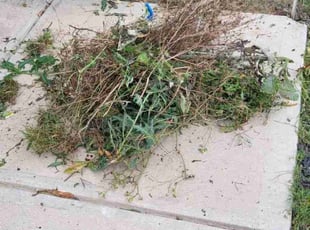 Cleanups by Kevin (Jesus) Valencia for JT T. in Denton, TX