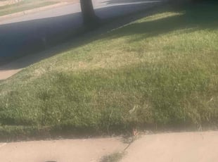 Weeding by Crystal Turner for Lester W. in St. Louis, MO
