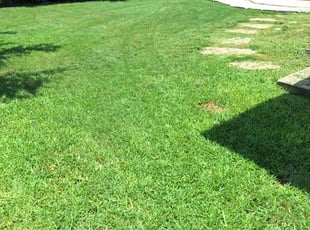 Dee Dee A.'s Lawn Mowing service result