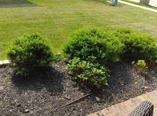 Weeding by Jose Martinez for Michael P. in Fort Worth, TX