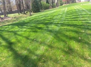 Jen P.'s Lawn Mowing service result