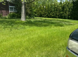 Adrian S.'s Lawn Mowing service result