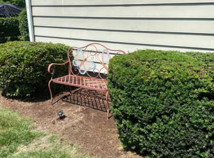 Bush Trimming by Terrance Robinson for kathy s. in Springfield, MA