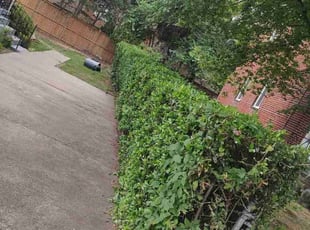 Bush Trimming by Allan Roberts for Nico M. in Arlington, VA
