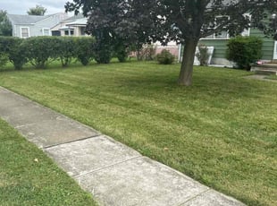 Marjorie C.'s Lawn Mowing service result