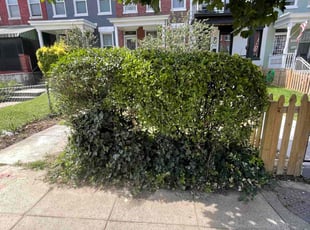Bush Trimming by Edgar Elmore for Mary M. in Washington, DC