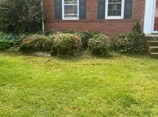 Bush Trimming by Caree Keith for Chris M. in Arlington, VA