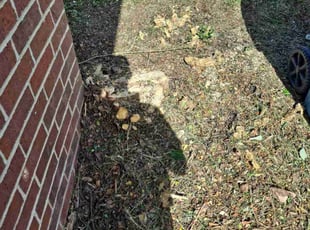 Bush Trimming by Michael Nevels for Theodore L. in Ozark, MO