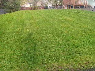 Joyce H.'s Yard Cutting service result