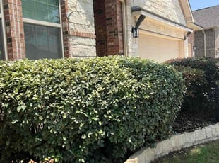Bush Trimming by Eugene Cervantez for Laurence R. in New Braunfels, TX