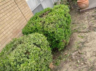 Bush Trimming by Blake Carr for Andrew F. in Tulsa, OK