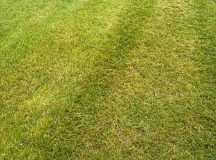 Susan B.'s Lawn Mowing Service service result