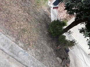 Weeding by Paz Silva for Oladapo A. in Houston, TX