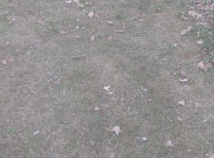 Leaf Removal by Andrew Hendrickson for Katie J. in Kansas City, MO