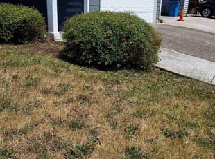 Bush Trimming by Dennis Wy for Ashley W. in Battle Ground, WA