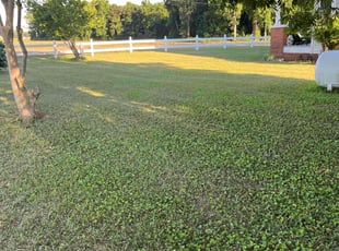 Noah M.'s Lawn Mowing service result