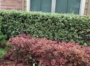 Bush Trimming by Daniel Mora for Roland S. in Schertz, TX