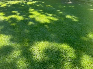 RaSaan J.'s Lawn Service service result