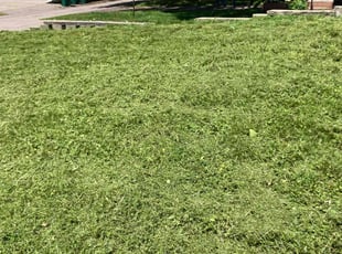 Robin B.'s Lawn Service service result