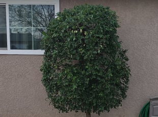 Bush Trimming by Jason Russell for Arpee C. in Fresno, CA