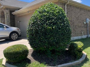 Bush Trimming by Marcos Aguilar for Lashawn C. in Cedar Hill, TX