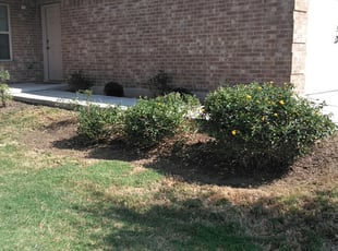 Bush Trimming by Geovanni Vargas for Ryan y. in Austin, TX