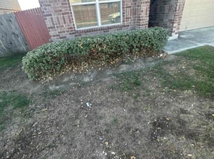 Bush Trimming by Lacy Dixon for Lynda B. in San Antonio, TX