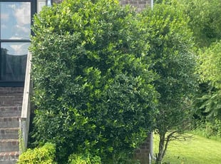 Bush Trimming by Kristine Webber for ROBERT T. in Nashville, TN