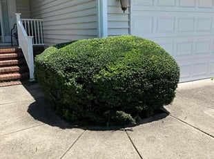 Bush Trimming by Beau Pais for Charity S. in Greensboro, NC