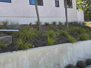 Leaf Removal by Kyle Eleveld for Aaron M. in Los Angeles, CA