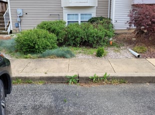 Bush Trimming by Jahad Moody for Jahvon P. in Newark, DE