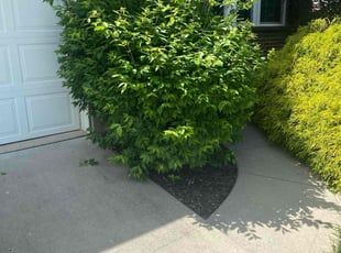 Bush Trimming by Jose Maltos for Joshua T. in Morrow, OH