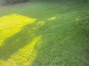 Randy C.'s Lawn Mowing service result