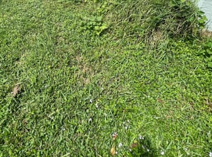 Bush Trimming by Corey Williams for Asha P. in Melbourne, FL