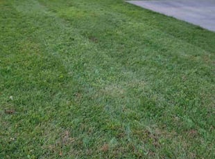 Leaf Removal by Kelvin Williams for Kristen E. in Washington Township, NJ
