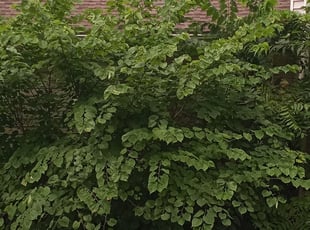 Bush Trimming by Phillip Lopez for Shane S. in Independence, MO