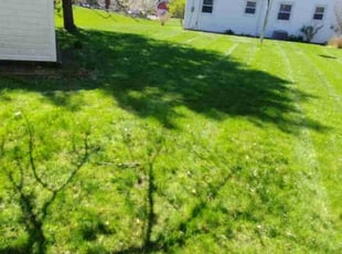 Lauren C.'s Lawn Mowing Service service result