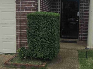 Bush Trimming by Cedric Qualls for KEDRIC B. in Memphis, TN