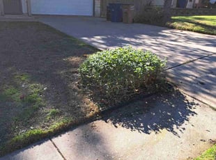 Bush Trimming by Joshua Cabiya for Zach W. in Austin, TX