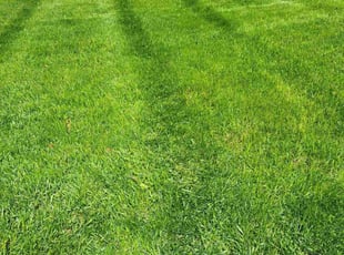 Marco S.'s Lawn Care service result
