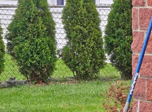 Bush Trimming by Reginald Coppins for Che M. in Troy, MI